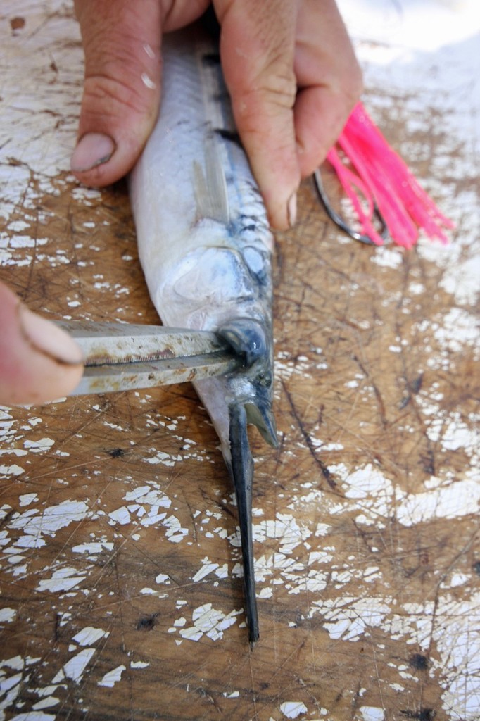 Take the garfish and remove both eyes. © Jarrod Day